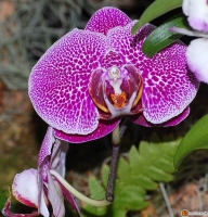 Phalaenopsis spec